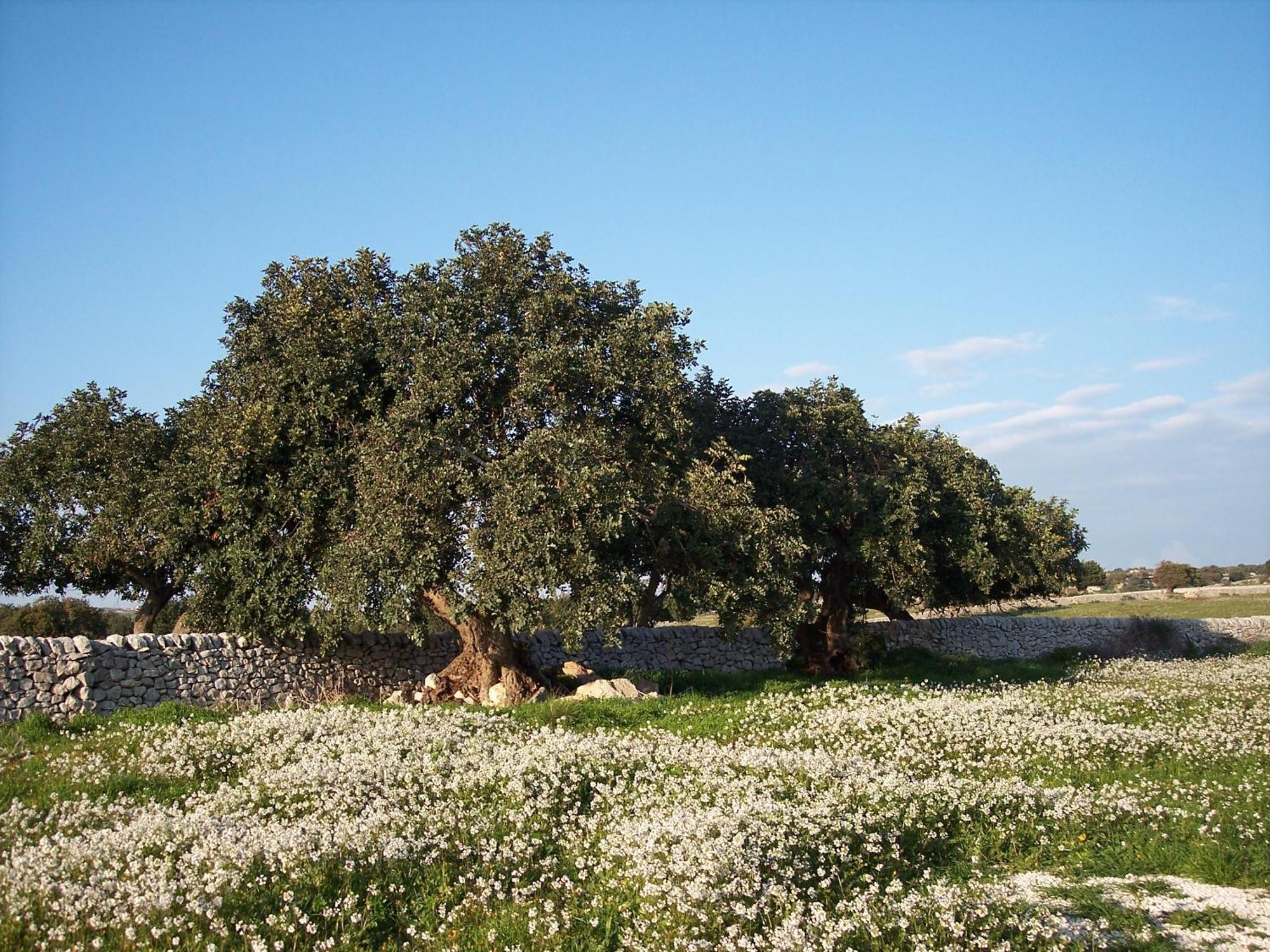 Case Di Cutalia - Villa Cutalia Camemi Luaran gambar